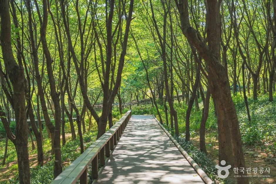 대모산 숲속야생화원 · 주변 숲길 참고사진 실제 사진