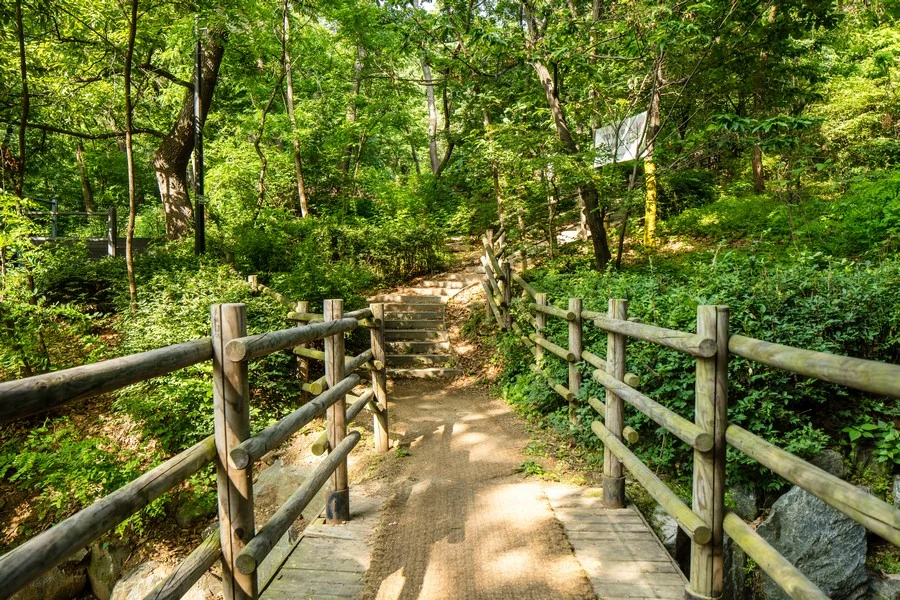 일자산 자연공원 숲길 (치유의 숲길 주변) 실제 사진