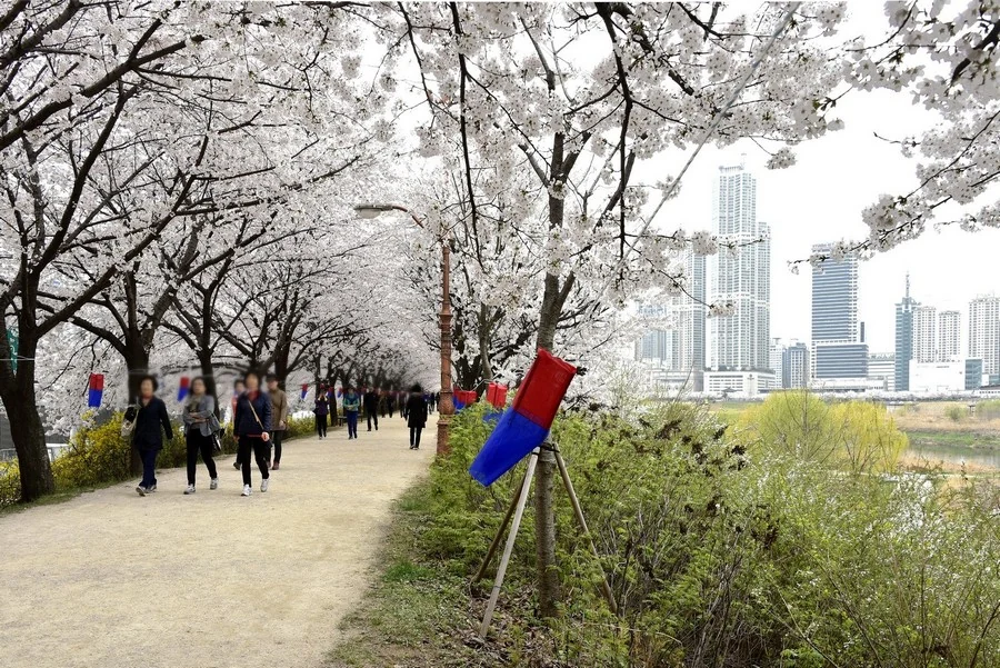 영등포 수변둘레길 · 안양천 목동교 부근 벚꽃 둑방길 실제 사진