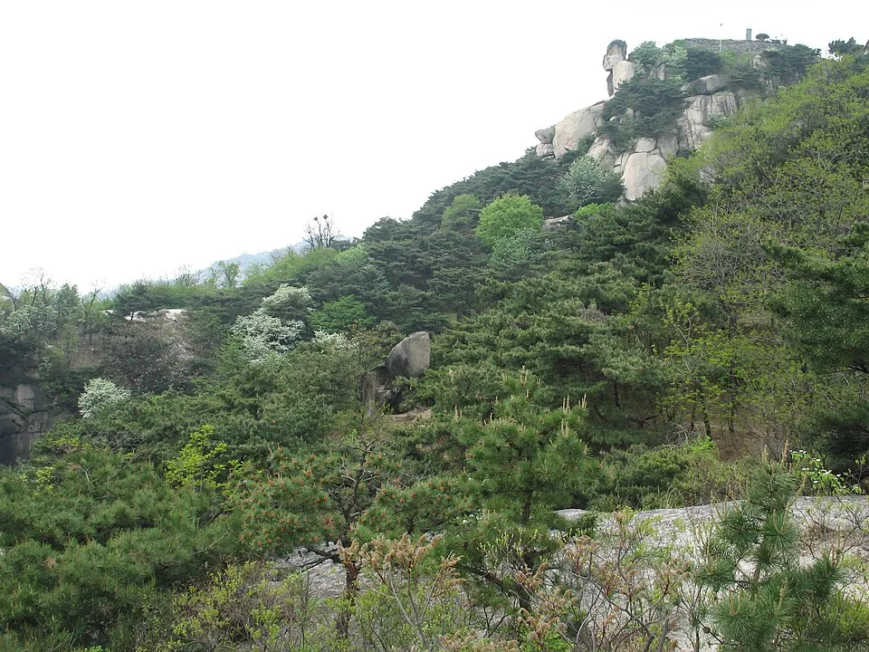인왕산 소나무숲 전경 (코스 주변) 실제 사진
