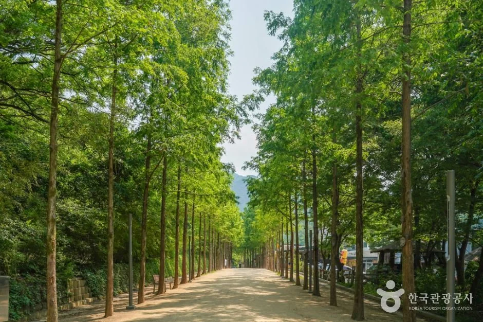 앞산자락길 고산골 메타세쿼이아 산책길 실제 사진