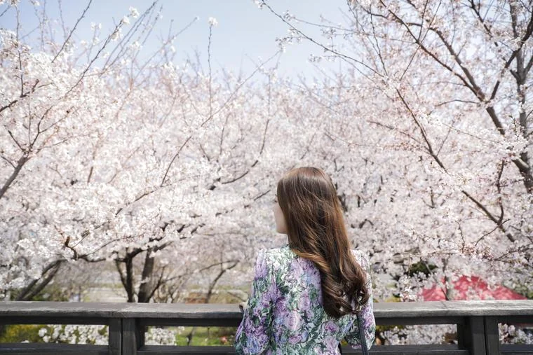 삼락생태공원 벚꽃 산책 풍경 (봄철 참고사진) 실제 사진
