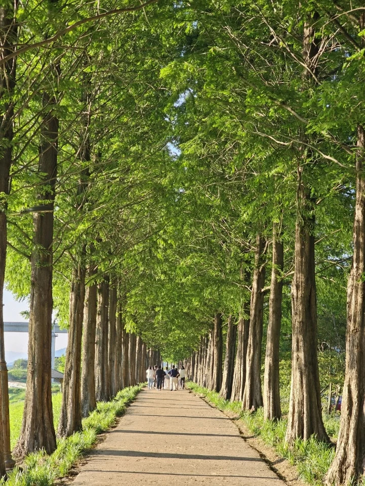 정안천 메타세쿼이아길 (2024년 보도자료 사진) 실제 사진