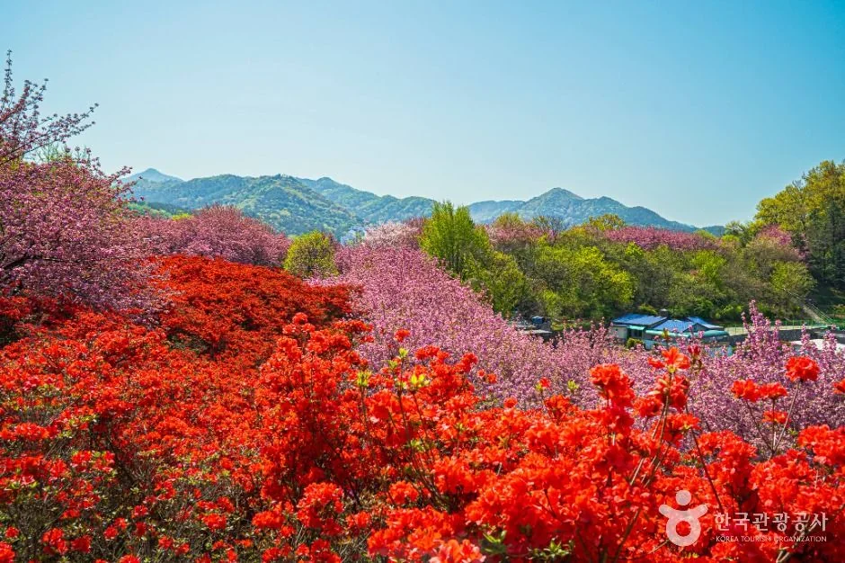 완산공원 꽃동산 봄 풍경 (코스 주변 계절 참고사진) 실제 사진