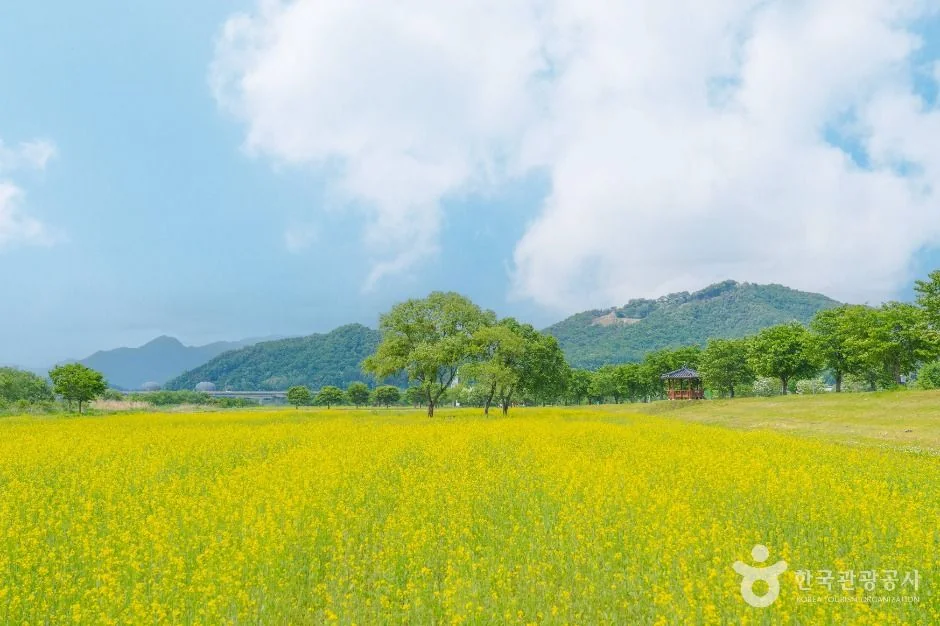 부처울습지길 종착 구간 · 당남리섬 유채꽃 계절 참고사진 실제 사진
