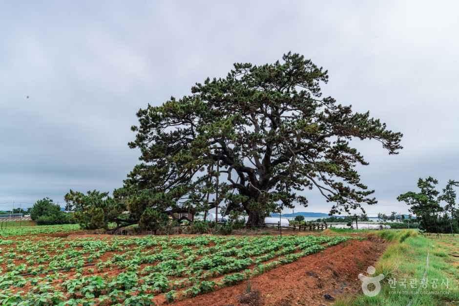 무안 망운면의 곰솔 경관·시설 참고사진 · 확인된 산책 동선 아님 실제 사진
