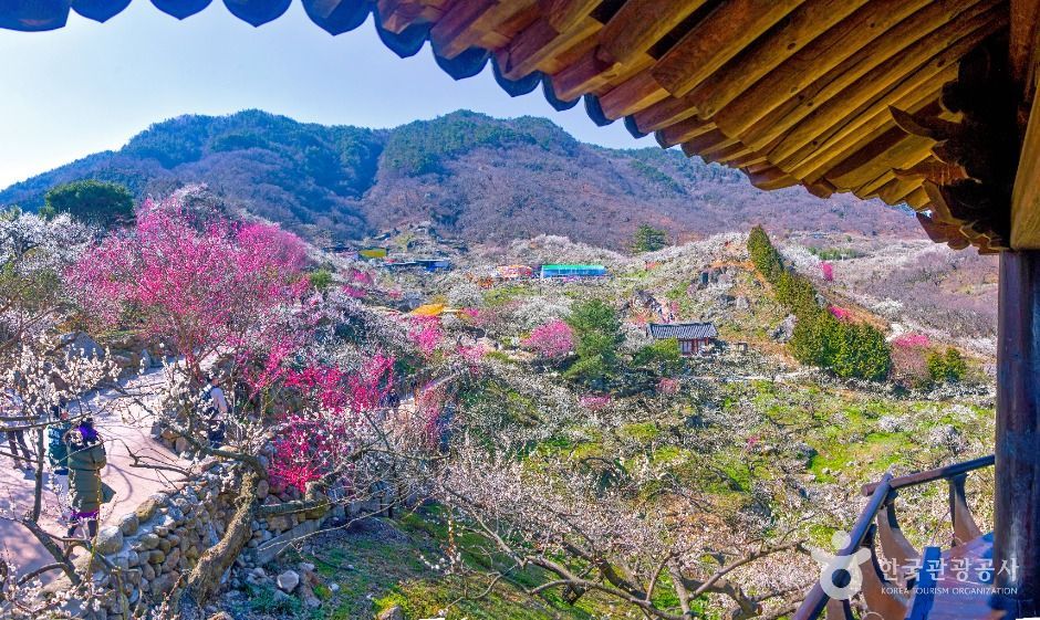 광양 매화마을 공식 관광자료 제공 사진 실제 사진