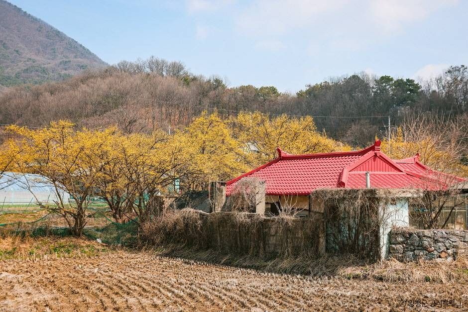 양평 산수유마을 공식 관광자료 제공 사진 실제 사진