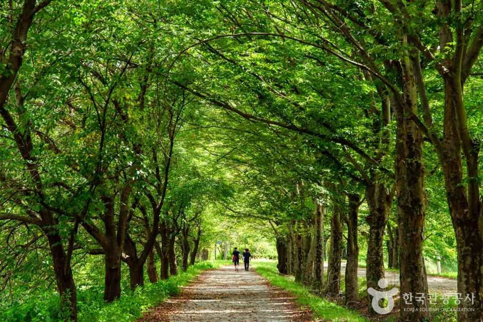 관방제림 공식 관광자료 제공 사진 실제 사진