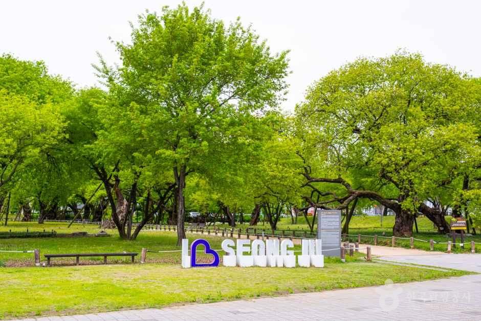성주 경산리 성밖숲 공식 관광자료 제공 사진 실제 사진