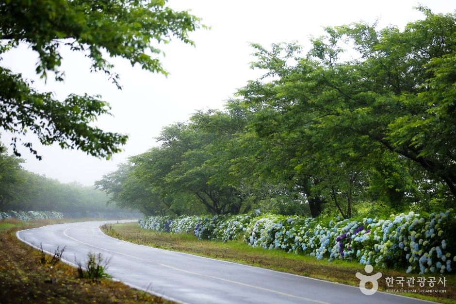 녹산로 유채꽃도로 공식 관광자료 제공 사진 실제 사진