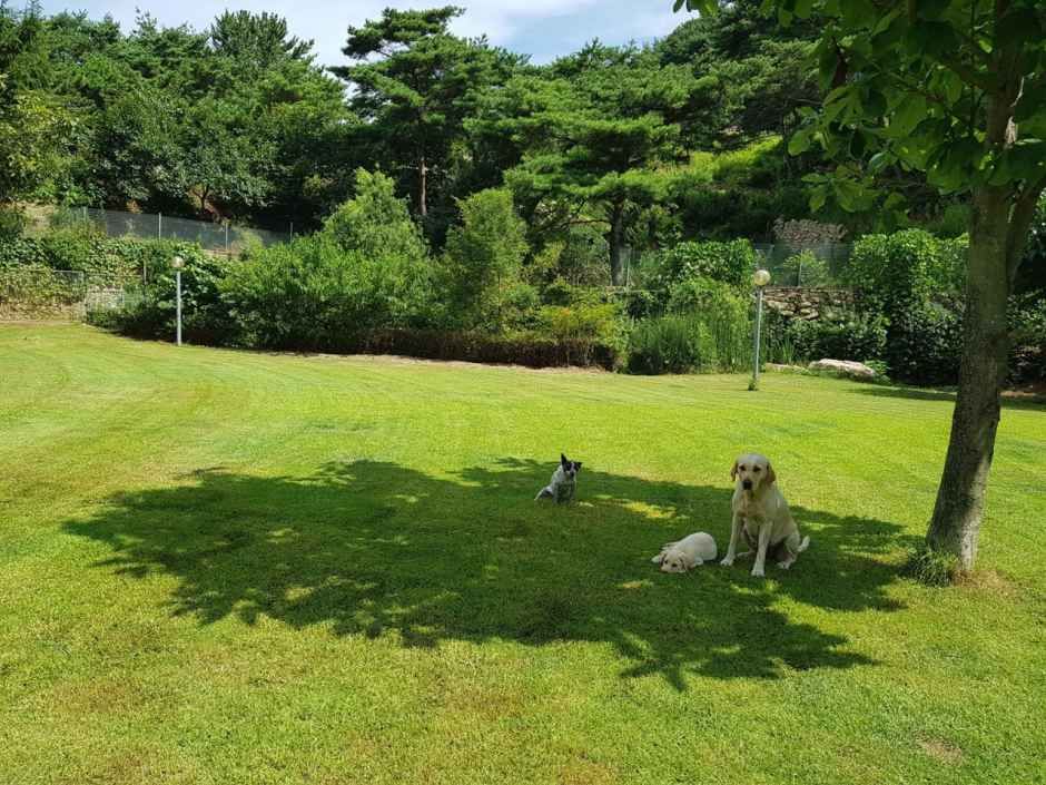돌꽃펜션 공식 관광자료 제공 사진 실제 사진