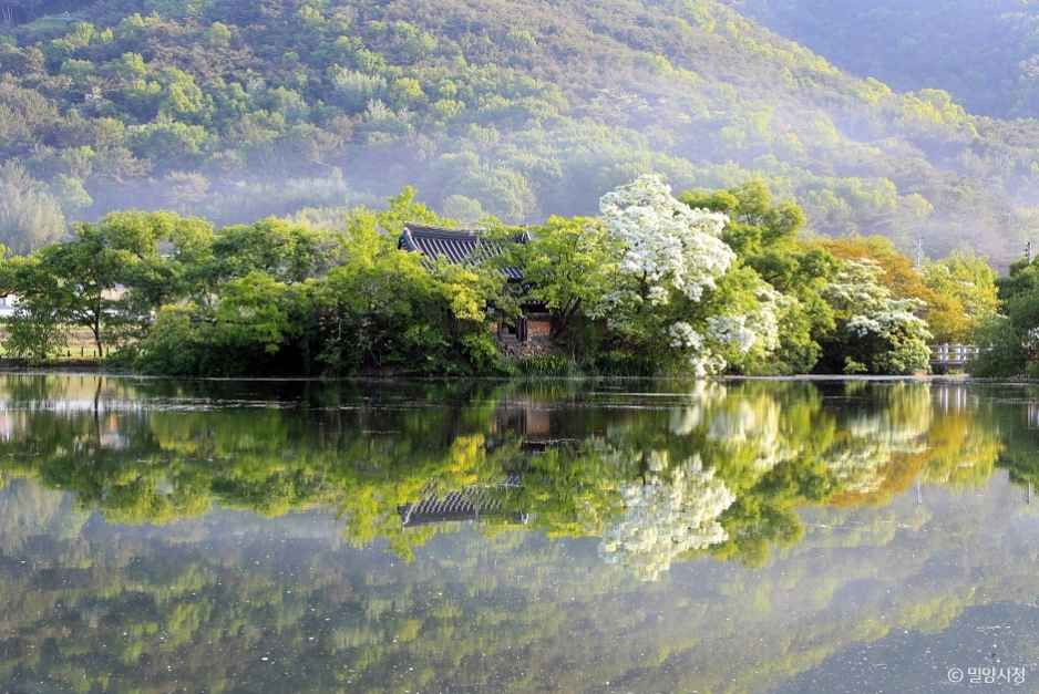 위양지(위양지 이팝나무) 공식 관광자료 제공 사진 실제 사진