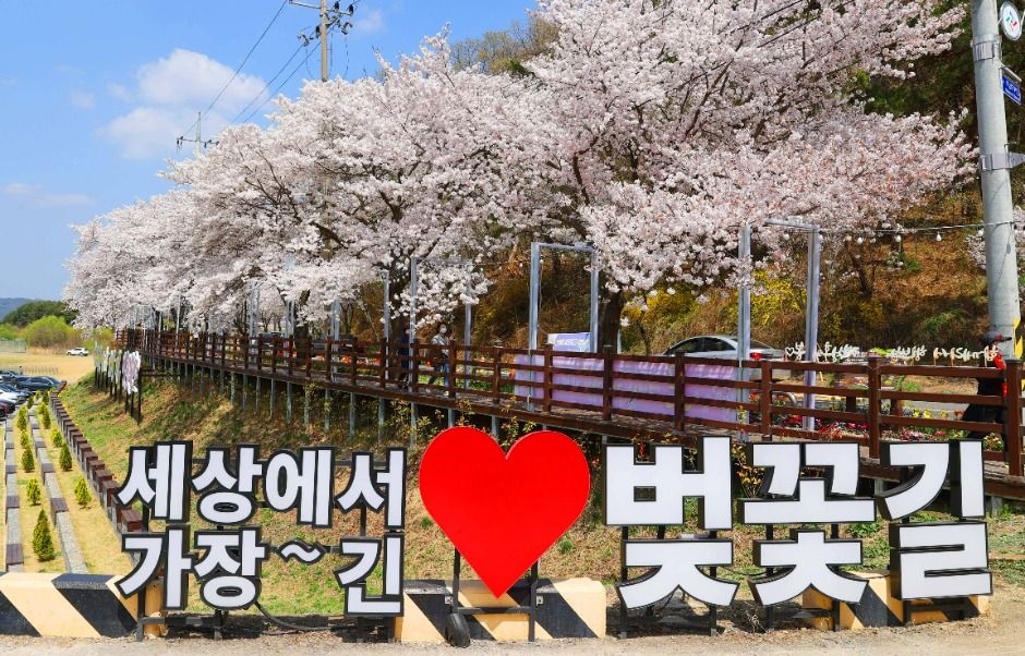 대청호 벚꽃길 공식 관광자료 제공 사진 실제 사진