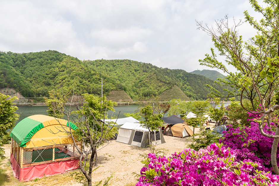 마로니에숲 캠핑장 공식 관광자료 제공 사진 실제 사진