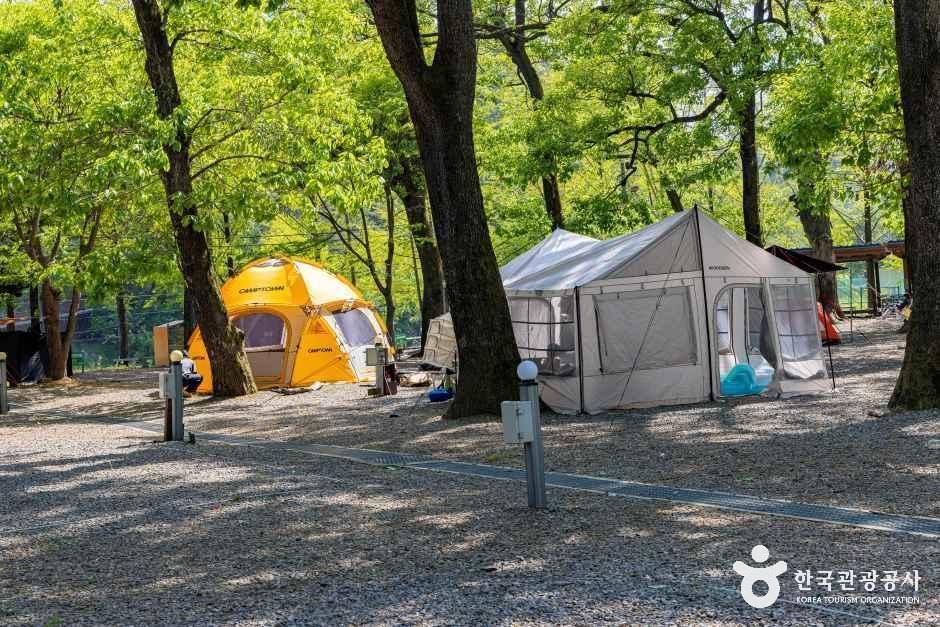 금관숲캠핑장 공식 관광자료 제공 사진 실제 사진