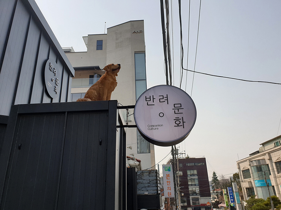 반려문화 공식 관광자료 제공 사진 실제 사진