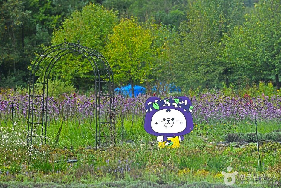 평창 라벤다팜 공식 관광자료 제공 사진 실제 사진