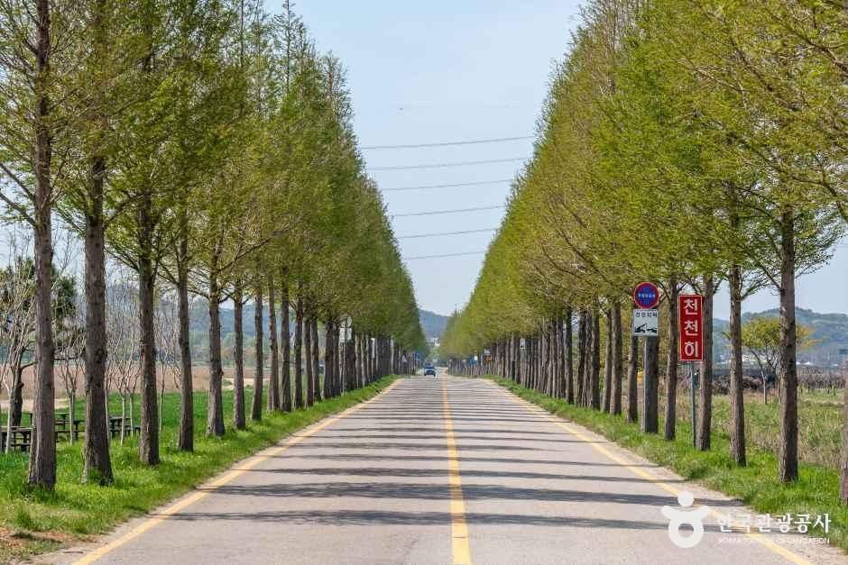 대부도 메타세콰이어길 공식 관광자료 제공 사진 실제 사진