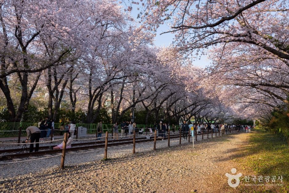 경화역 벚꽃길 공식 관광자료 제공 사진 실제 사진