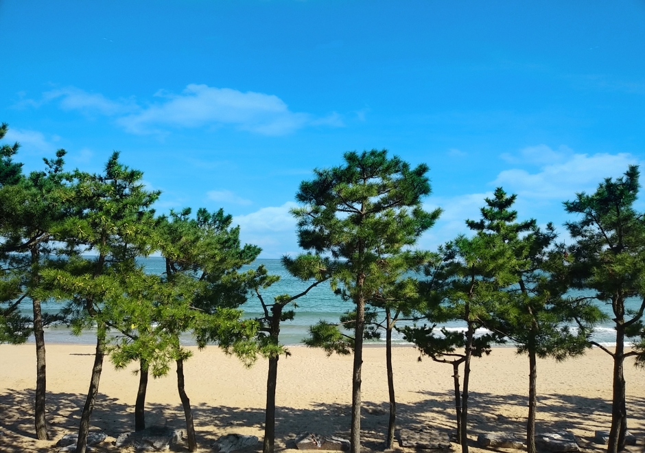 진하해수욕장 공식 관광자료 제공 사진 실제 사진