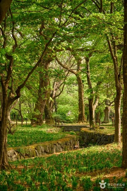 경주 계림 공식 관광자료 제공 사진 실제 사진