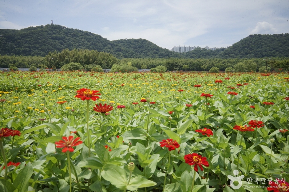 태화강 국가정원 공식 관광자료 제공 사진 실제 사진