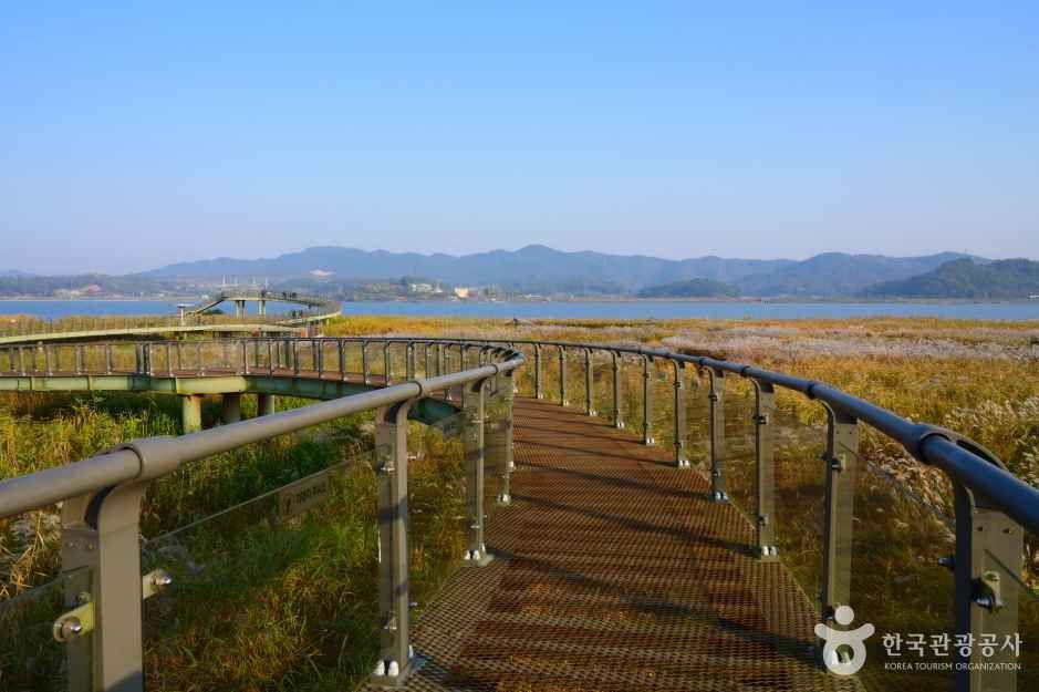 신성리 갈대밭 공식 관광자료 제공 사진 실제 사진