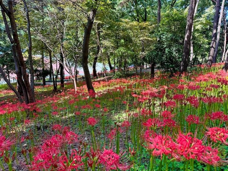 선암호수공원 공식 관광자료 제공 사진 실제 사진