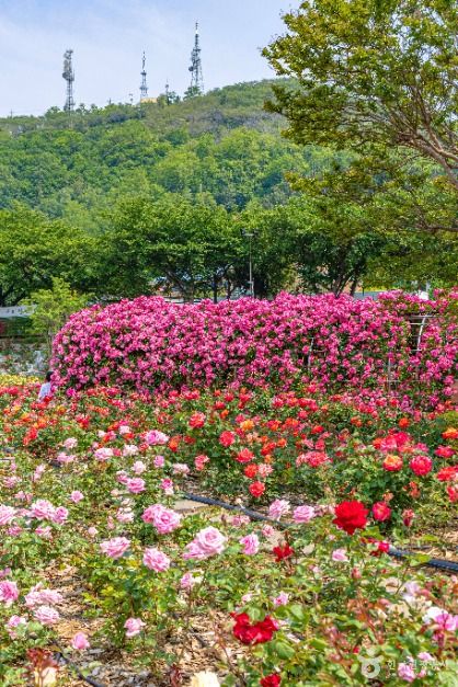 삼척장미공원 공식 관광자료 제공 사진 실제 사진