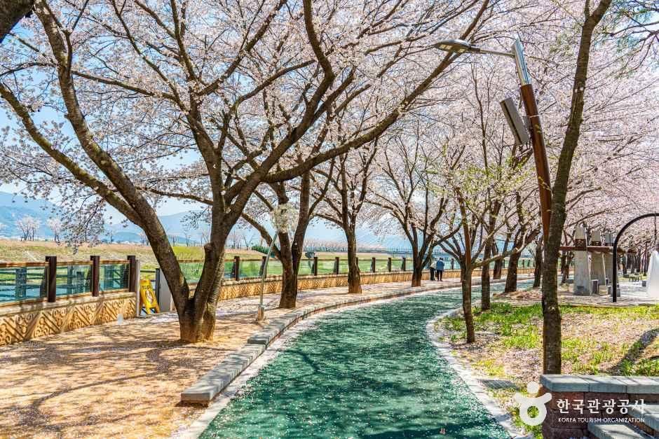 구례 섬진강 벚꽃길 공식 관광자료 제공 사진 실제 사진