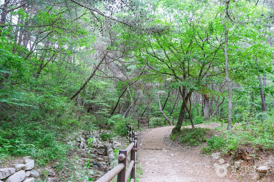 북구 편백산림욕장 공식 관광자료 제공 사진 실제 사진