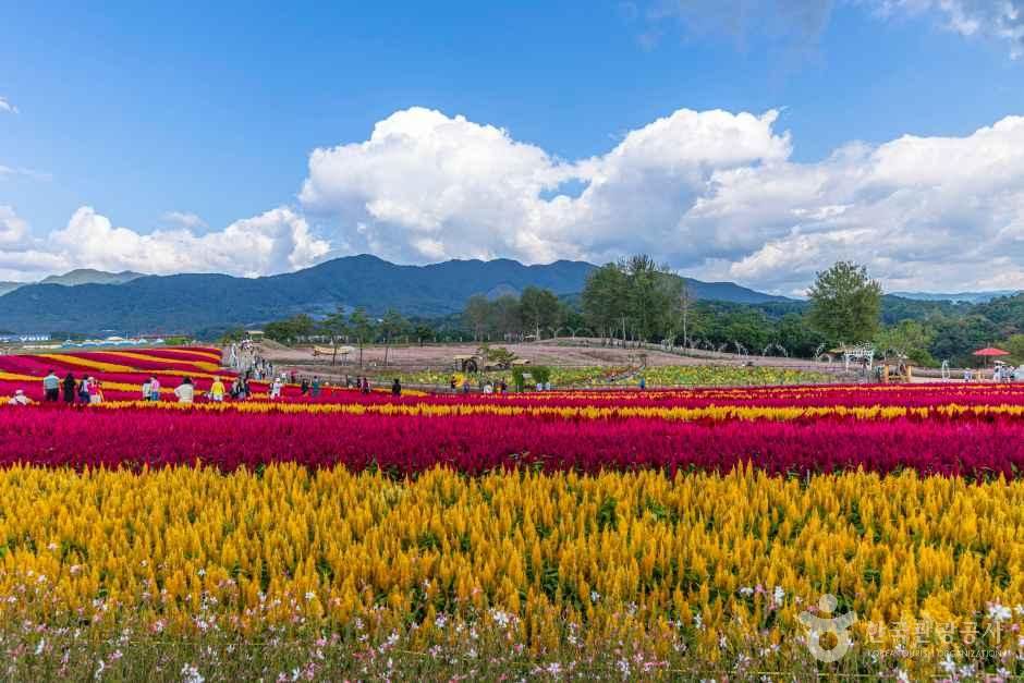고석정 꽃밭 공식 관광자료 제공 사진 실제 사진