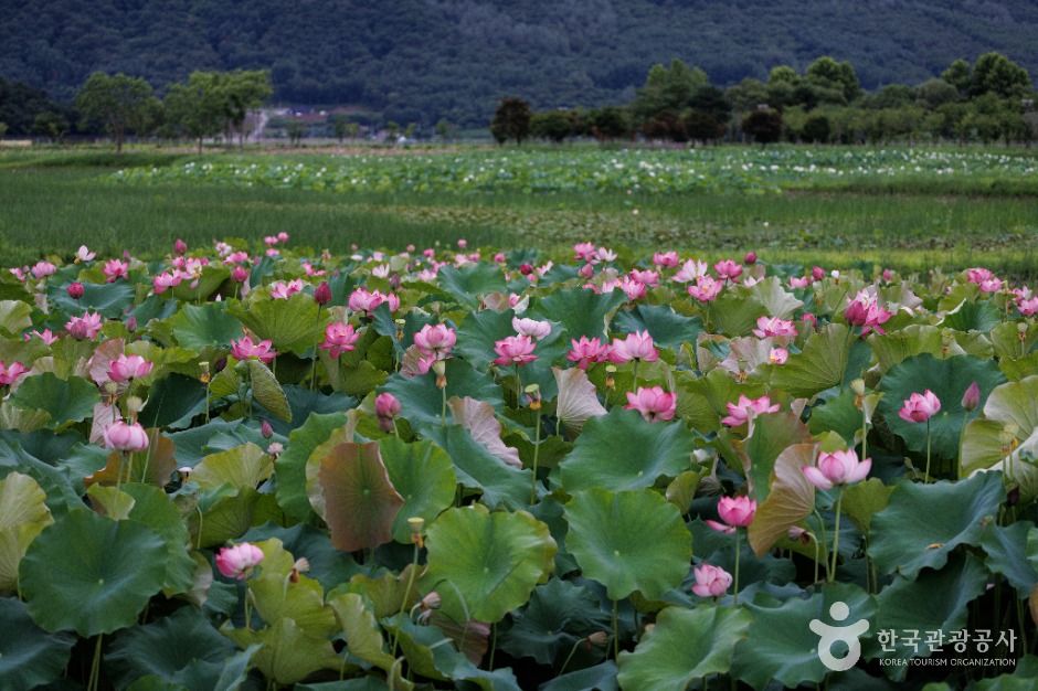 서오지리 연꽃단지 공식 관광자료 제공 사진 실제 사진