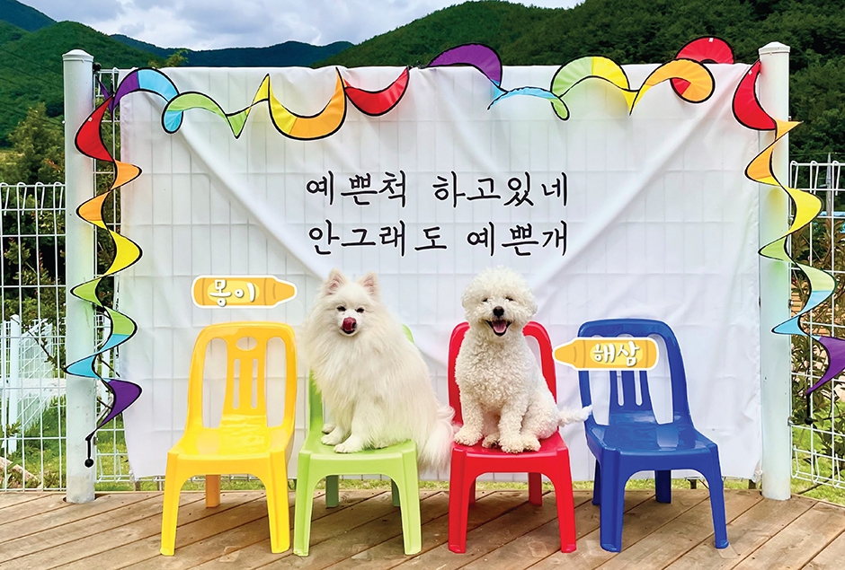 퍼피앤독 공식 관광자료 제공 사진 실제 사진