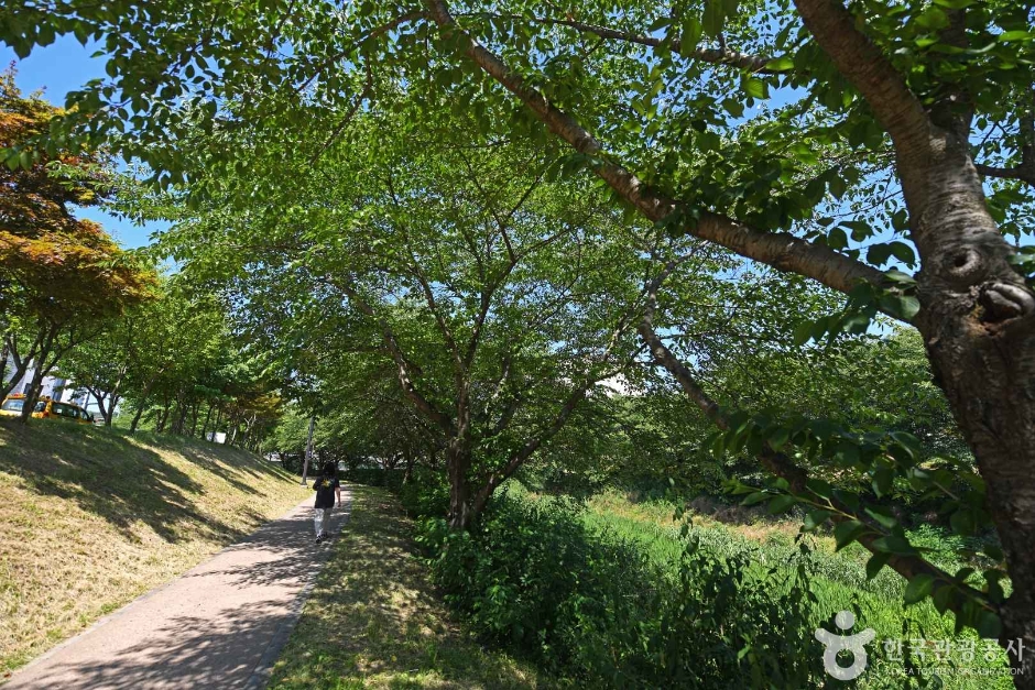 당진천 벚꽃길 공식 관광자료 제공 사진 실제 사진