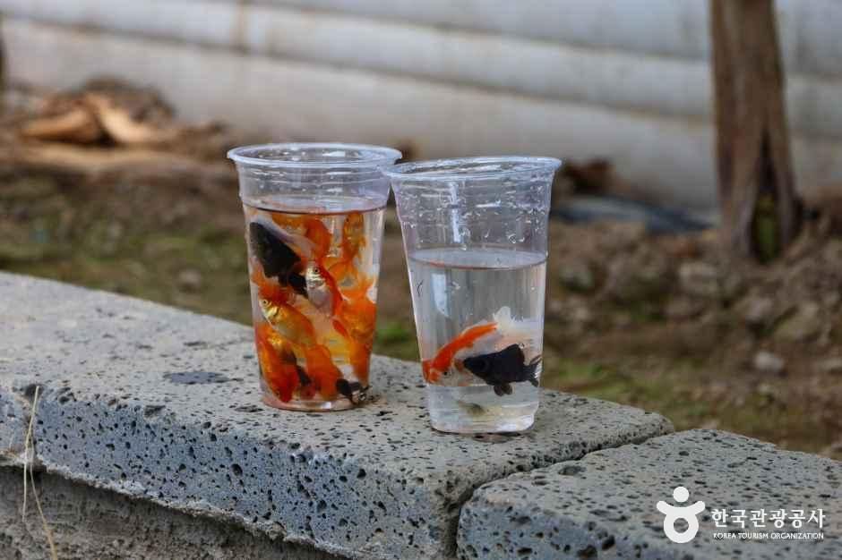 함평바나나생태나라 공식 관광자료 제공 사진 실제 사진