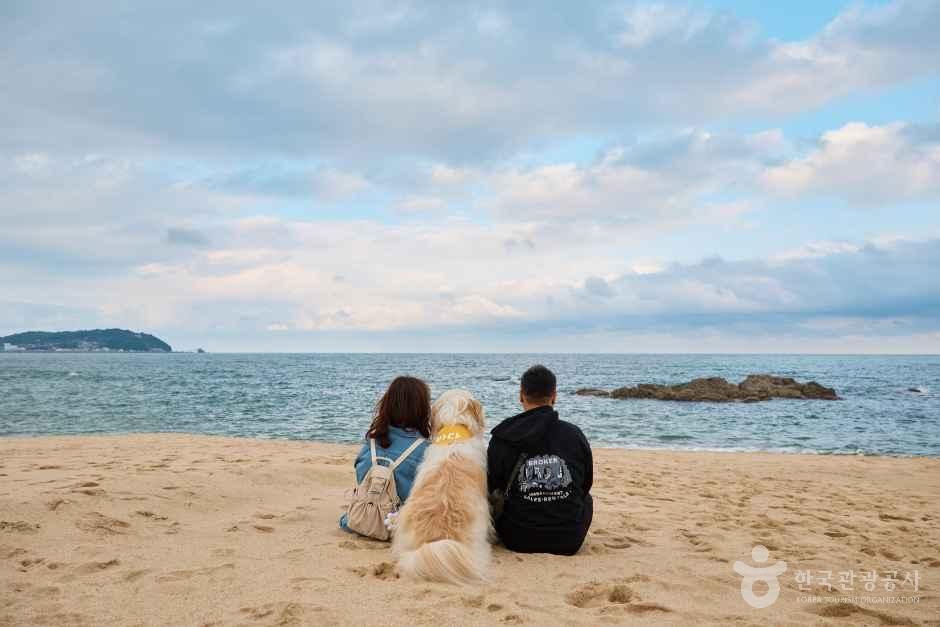 반비치 공식 관광자료 제공 사진 실제 사진